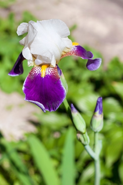 Violette und weiße Irisblumennahaufnahme