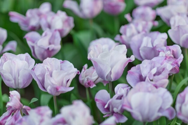 Violette und weiße Tulpen Nahaufnahme, selektiver Fokus