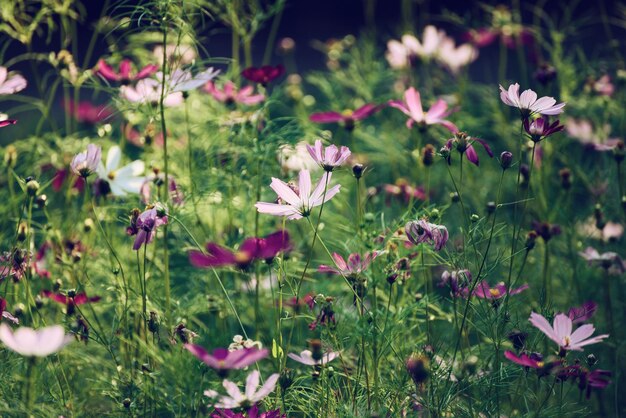 Violette zarte Blüten