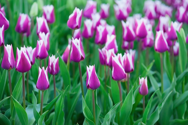 violetten Tulpen