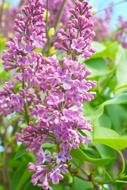 Violetter Fliederzweig mit grünen Blättern