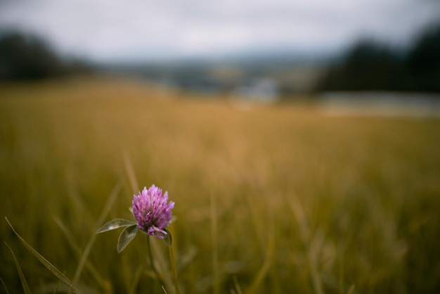 Violetter Klee Blume closeup Lila Blume im Feld mit Bergen im Hintergrund