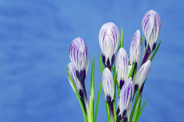 Violetter Krokus blüht Blumenstrauß