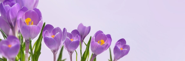 Violetter Krokus, der im Panoramablick auf rosa Hintergrund blüht