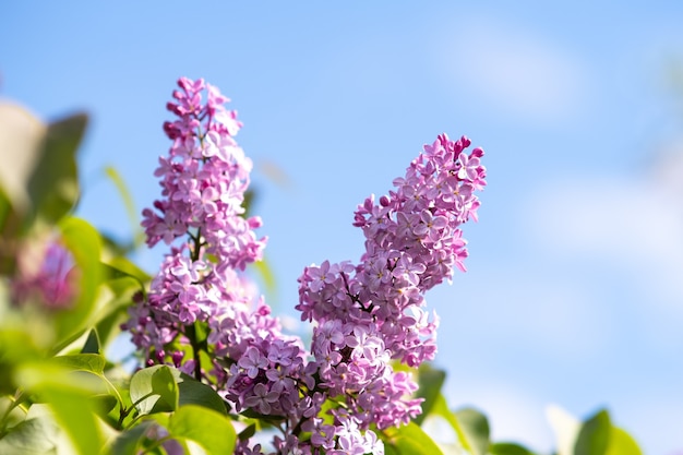 Violetter, lebendiger Fliederbusch mit blühenden Knospen im Frühlingsgarten.