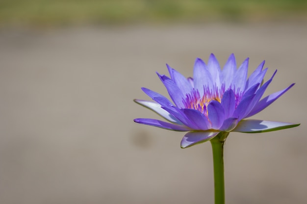 Violetter Lotos flot auf dem gardent des Flusses.