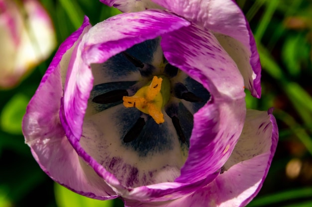 Violetter Tulpenblütenkopf von oben nach unten hautnah