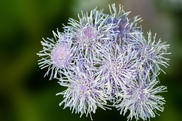 Violetter Wildblumenstrauß