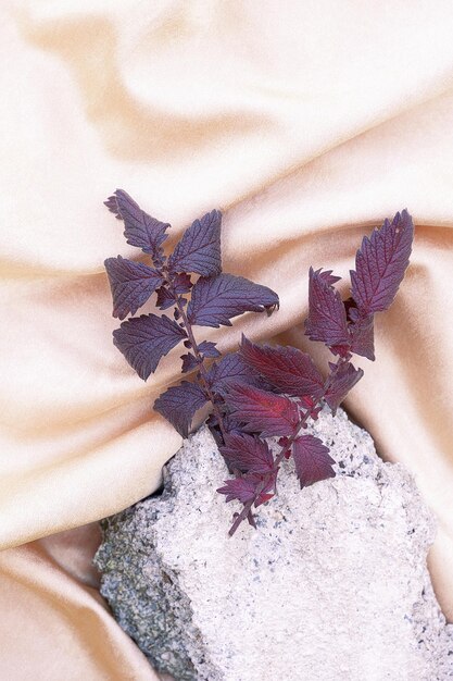 Violettes Blatt und Felsen auf Seidenstoffhintergrund. Ästhetische minimalistische Tapete. Herbstliche florale Pflanzenkomposition