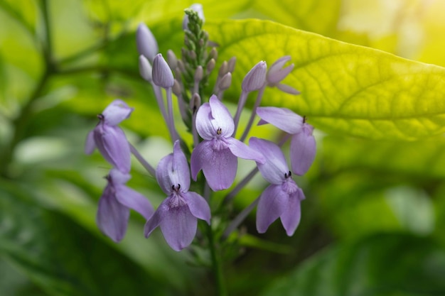 Foto violettes ixora auf natürlichem hintergrund pseuderanthemum graciliflorum nees ridl