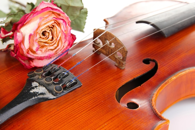 Foto violín clásico con rosa seca de cerca