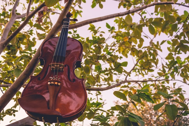 Un violín colgado de un árbol de guayaba