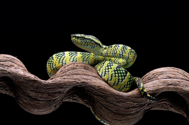 Viper snake tropidolaemus wagleri closeup no galho