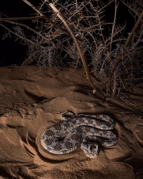 Foto vipera con cuernos