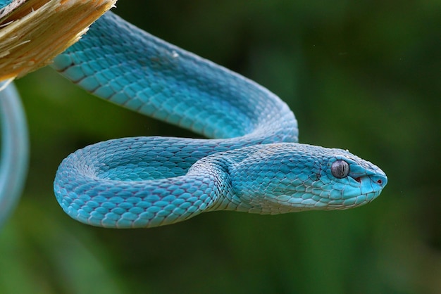 Vipernatter Blaue Schlange Trimeresurus insularis Schlange