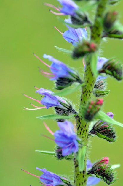 Foto vipers bugloss echium vulgare en flor con un fondo verde