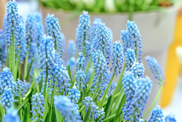 Viperzwiebel Maushyazinthe Muscari-Blume