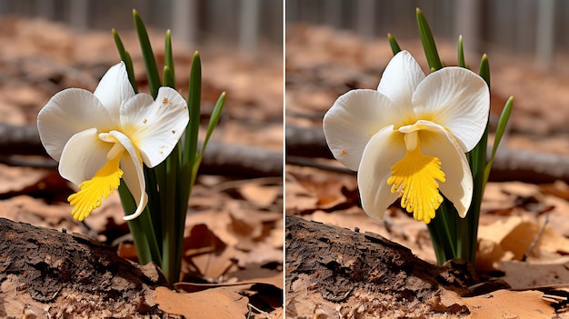 Foto virando o fluxo 3d foto-realista arte hiper-realista