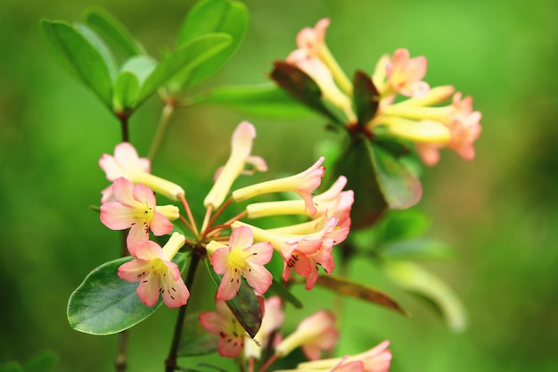 Vireya oder Vireya Rhododendron oder tropische Rhododendronblüten blühen im Garten