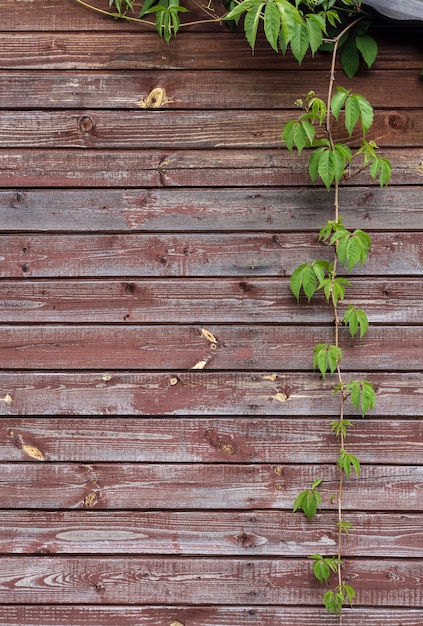 Virginia Creeper hängt vertikal auf einem Hintergrund der alten Mauer