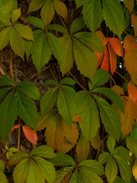 Virginia Creeper Victoria Creeper Herbsthintergrund