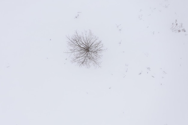 Visão aérea da árvore em negrito na neve no inverno