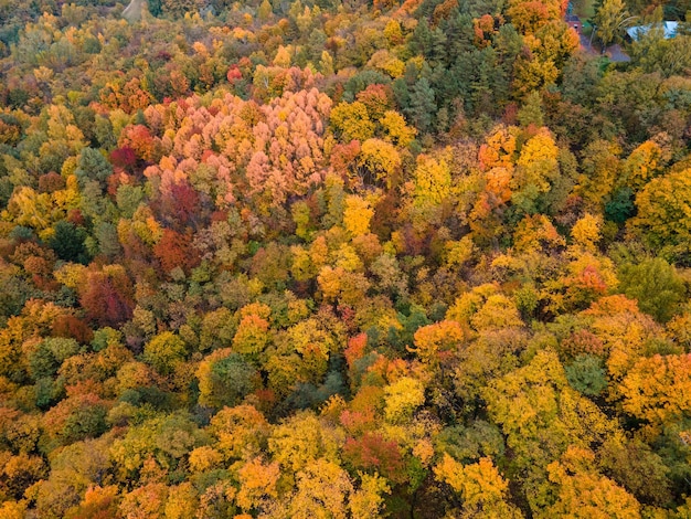 Visão aérea da textura da floresta de outono