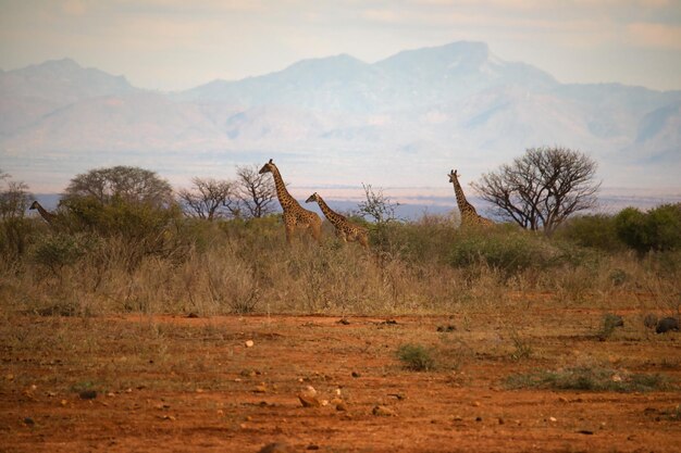 Foto visão africana