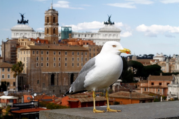 Visão ampla da cidade de roma a partir de palatino