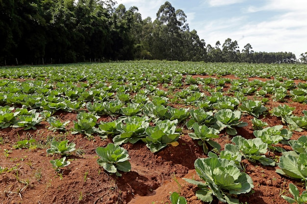 Visão ampla da plantação de repolho