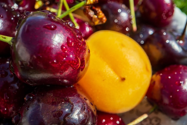 Visão aproximada da colheita de cerejas deitada na grama verde no jardim O conceito de alimentos saudáveis vitaminas agricultura mercado venda de cereja