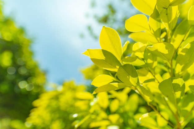 Visão aproximada da natureza da folha verde sobre fundo verde desfocado no jardim com espaço para cópia