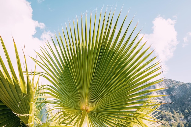 Visão aproximada de folha de palmeira exótica Conceito de flora tropical