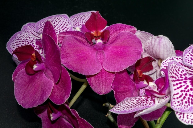 Visão aproximada de lindas orquídeas em um fundo escuro com gotas de água nas pétalas