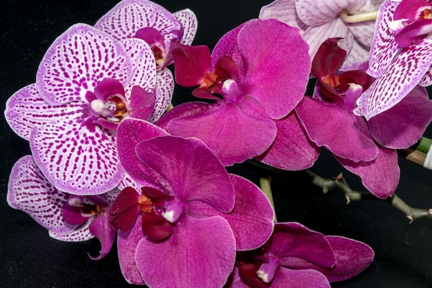 Visão aproximada de lindas orquídeas em um fundo escuro com gotas de água nas pétalas