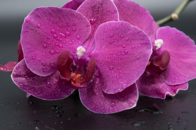 Visão aproximada de lindas orquídeas em um fundo escuro com gotas de água nas pétalas