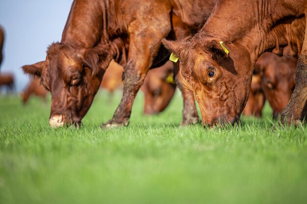Foto visão aproximada do gado de corte pastando fora da fazenda