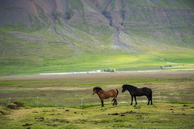 Visão cênica, de, islandês, cavalo, ligado, a, prado