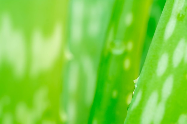 Visão da natureza da folha verde sobre fundo de vegetação turva no jardim com espaço de cópia usando como plano de fundo plantas verdes naturais paisagem ecologia papel de parede fresco