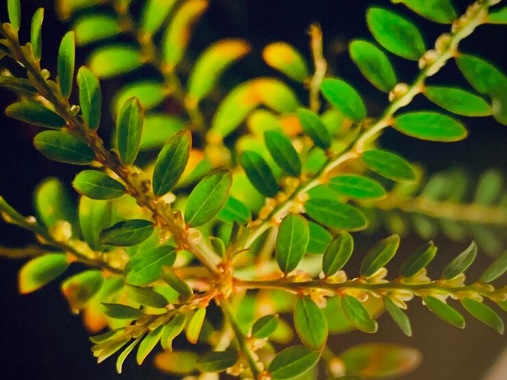 Foto visão de alto ângulo da planta