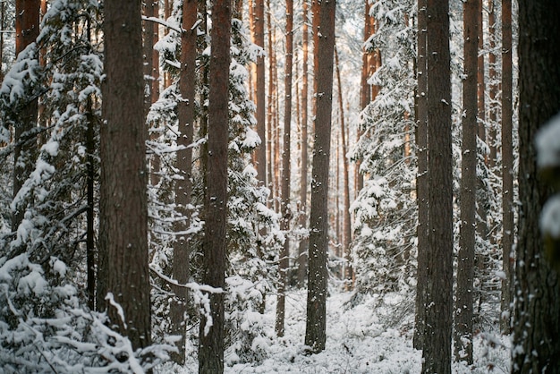 Visão de ângulo do solo da floresta de inverno conceito de país das maravilhas natural da temporada de natal