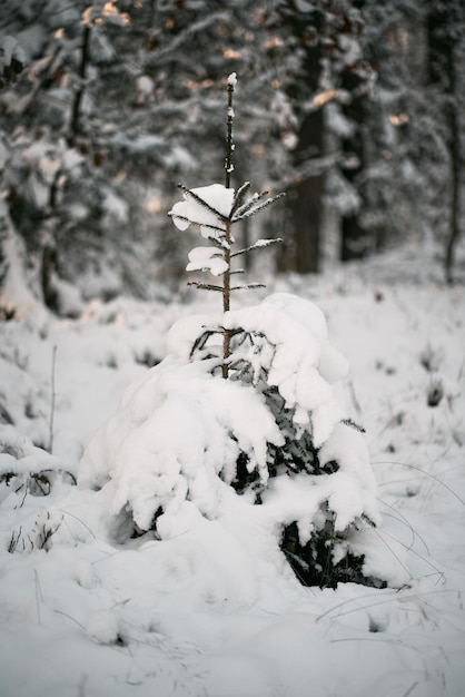 Visão de ângulo do solo da floresta de inverno Conceito de país das maravilhas natural da temporada de natal