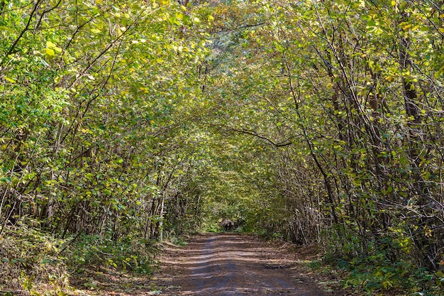 Visão de baixo ângulo de uma estrada no meio de uma floresta Árvores formando um túnel sobre uma estrada no outono Ucrânia