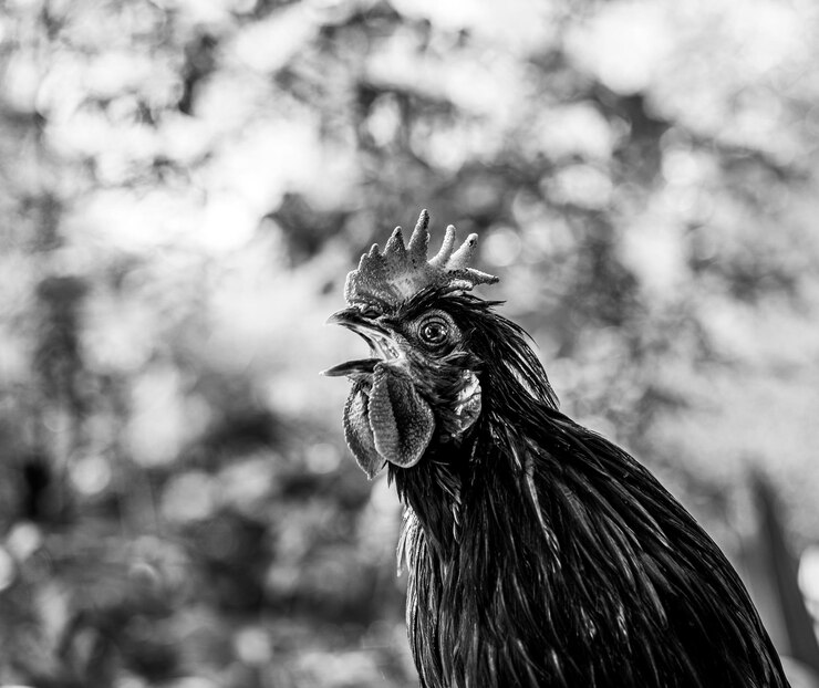 Foto visão de baixo nível gritando de galo macho mostrando penas pretas e douradas coroa vermelha e olho