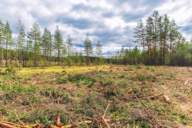 Visão de desmatamento de árvores cortadas Extração de madeira O conceito de ecologia ambiente aquecimento global