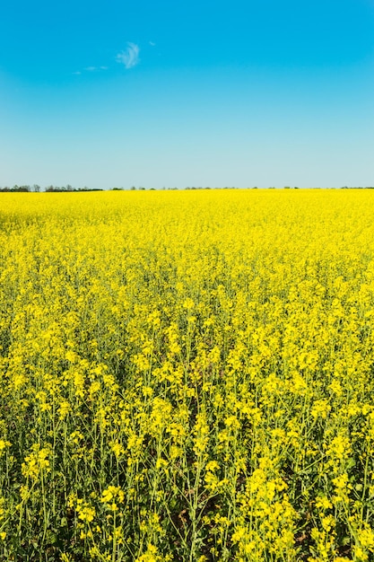 Visão de grande angular de uma canola amarela brilhante sob um céu azul claro profundo