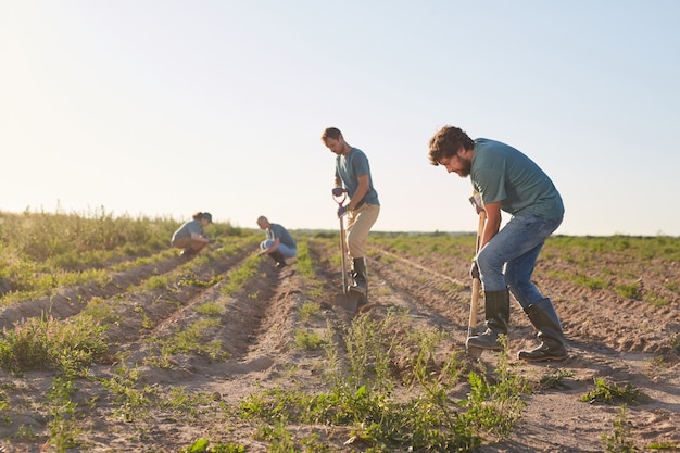 Visão de grande angular para trabalhadores escavando o solo com pás e plantando em plantações de vegetais ao ar livre iluminada pela luz solar, copie o espaço