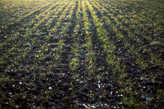 Visão do campo