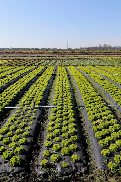 Visão geral da plantação de alface