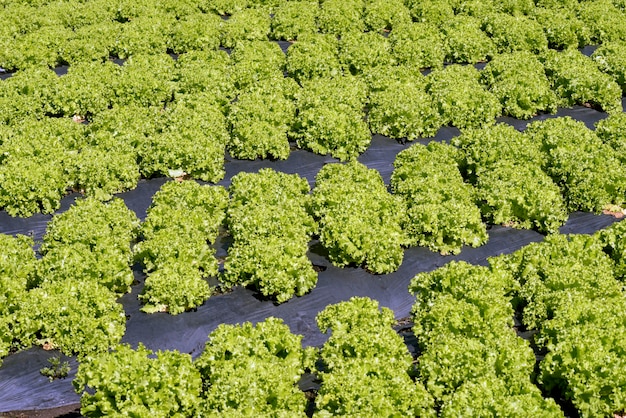 Visão geral da plantação de alface